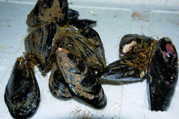 海鲜大全,最全海鲜冷知识