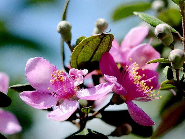 福建野果桃金娘,桃金娘野果多少钱一斤