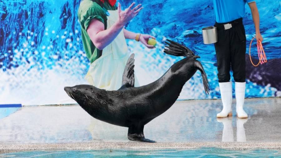 小梅沙海洋世界门票团购套票,小梅沙海洋世界3天2夜套票