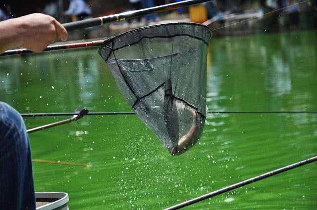 黑坑钓鱼和野钓的区别,为什么说野钓的钓不了黑坑