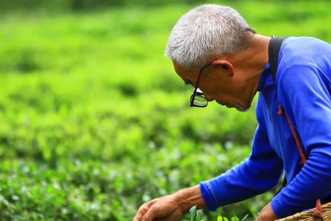 描写山茶梅花的诗句,描写茶梅花的诗句