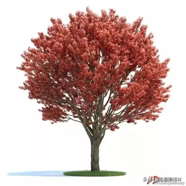 山海经扶桑国记录,山海经中的扶桑文化根