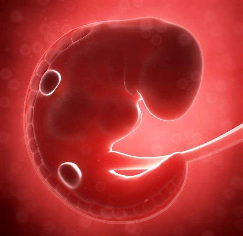 孕期婴儿发育过程大小变化,孕妇胎儿1到10个月视频