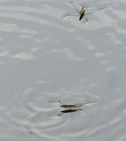 蜻蜓为什么越来越少了,为什么小时候很多蜻蜓现在没有了