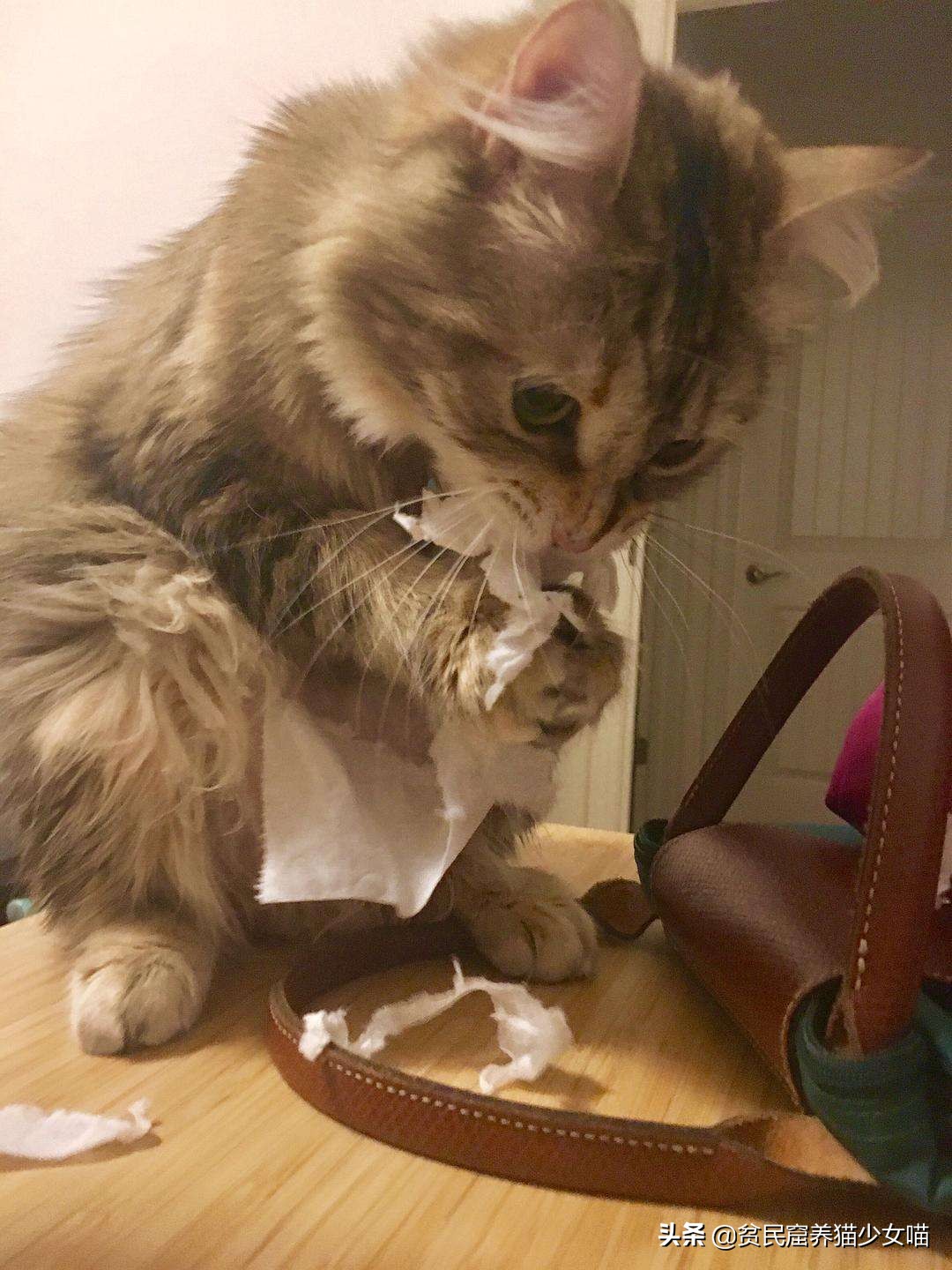 淘气猫咪爱撕纸,屡教不改怎么办,可以试试这5招哦