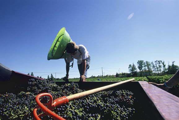 梅多克拉菲珍藏,梅多克拉菲