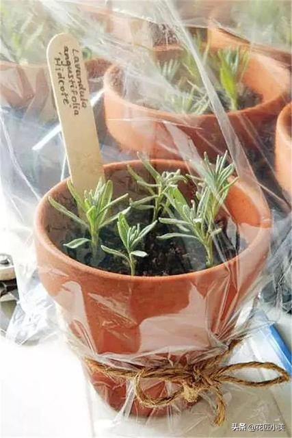 可食用迷迭香盆栽驱蚊植物怎么养,可以吃也可以驱蚊的草