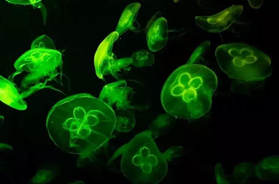 自闭症康复训练大脑发育,刺激自闭症孩子大脑发育训练视频