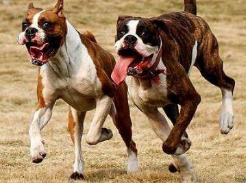 最受欢迎的十种狗狗排名,全世界最受欢迎的十种狗狗