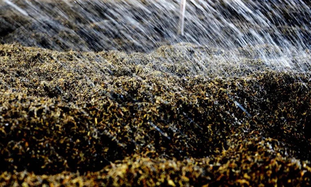 观茶坊旗舰店,观茶坊普洱