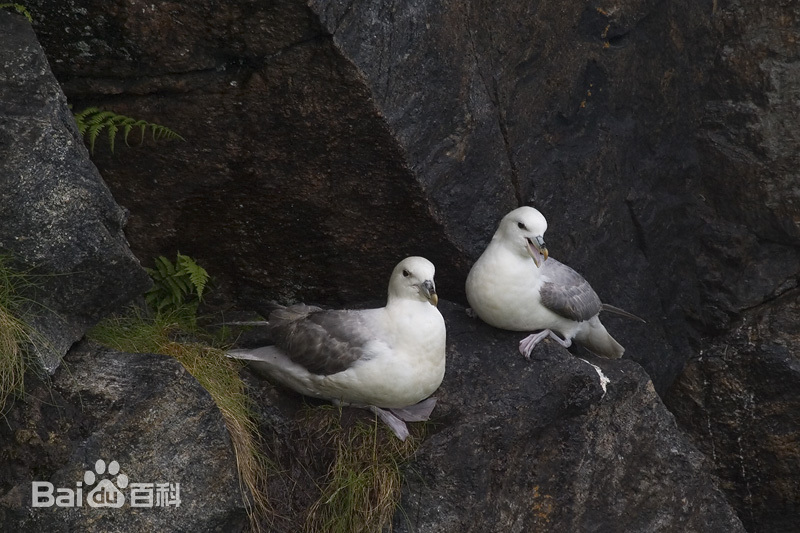 关于暴雪鹱,小朋友你是否有很多问号?