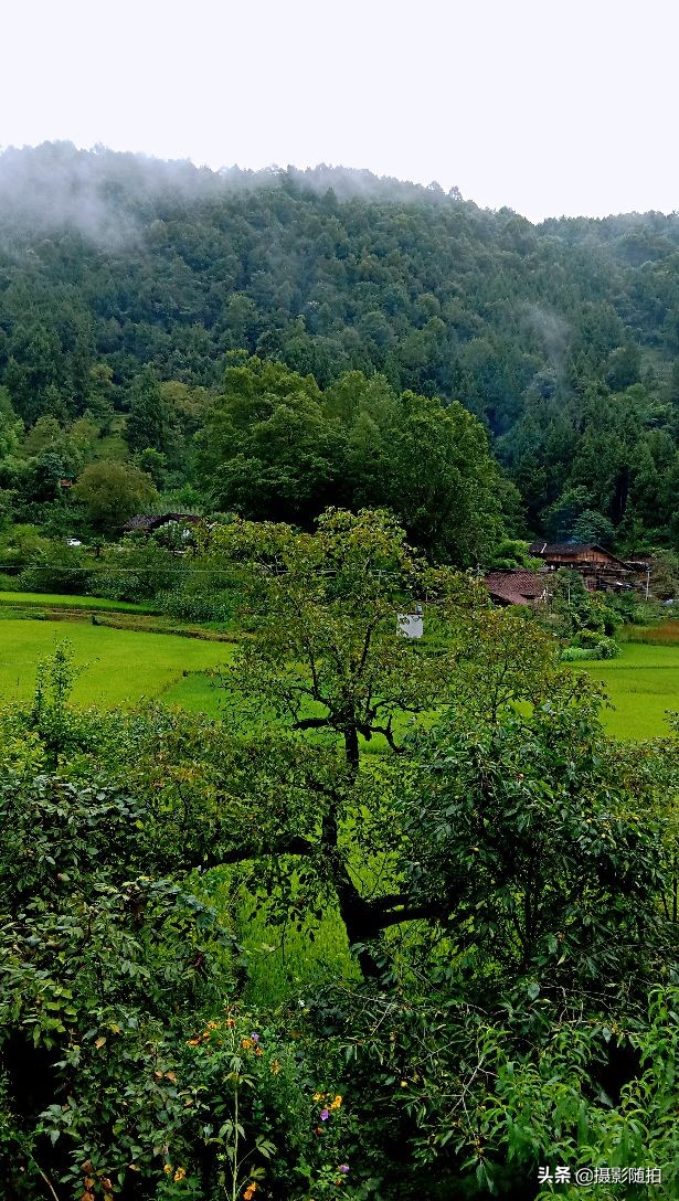 万源市竹峪镇东梨村,竹峪镇东梨村