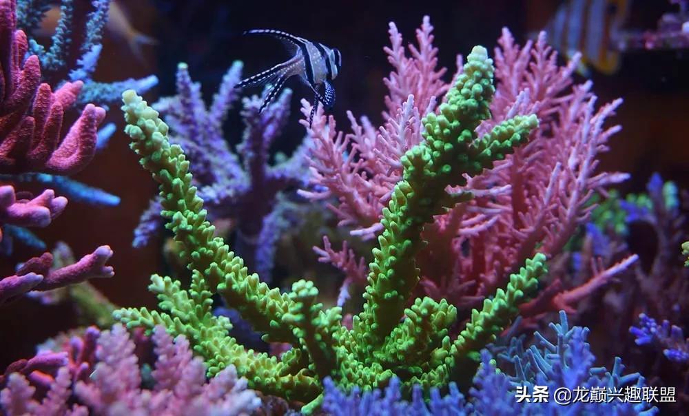 海缸最好养的生物,海缸最好养的软体生物