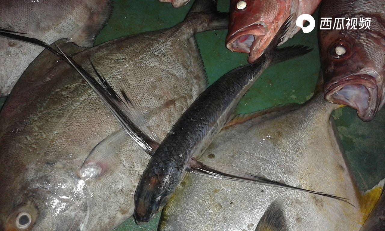 飞鱼怎么滑翔的,飞鱼滑翔视频