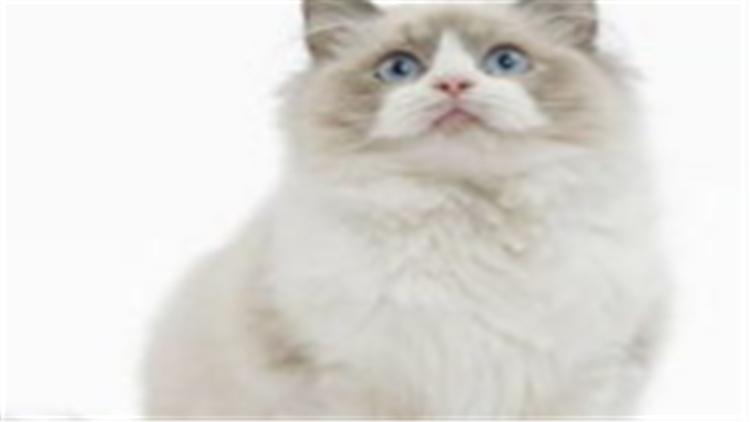 布偶猫怎么看值不值钱,怎么判断布偶猫的价格