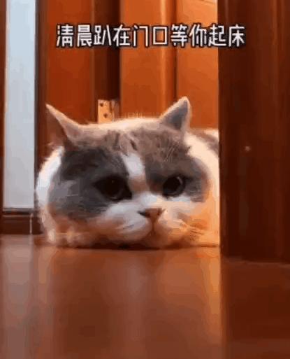 “因为一句话，我家猫在监控前守了一夜，彻夜未眠”