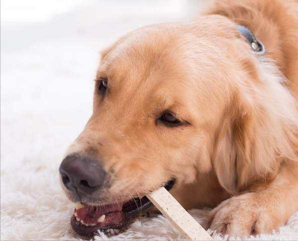 金毛身上很臭怎么办,金毛身上很臭怎么处理