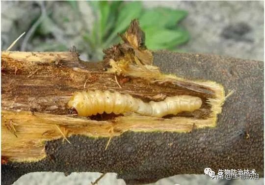 蛀干害虫是钻蛀害虫吗,果树枝干钻蛀害虫图片