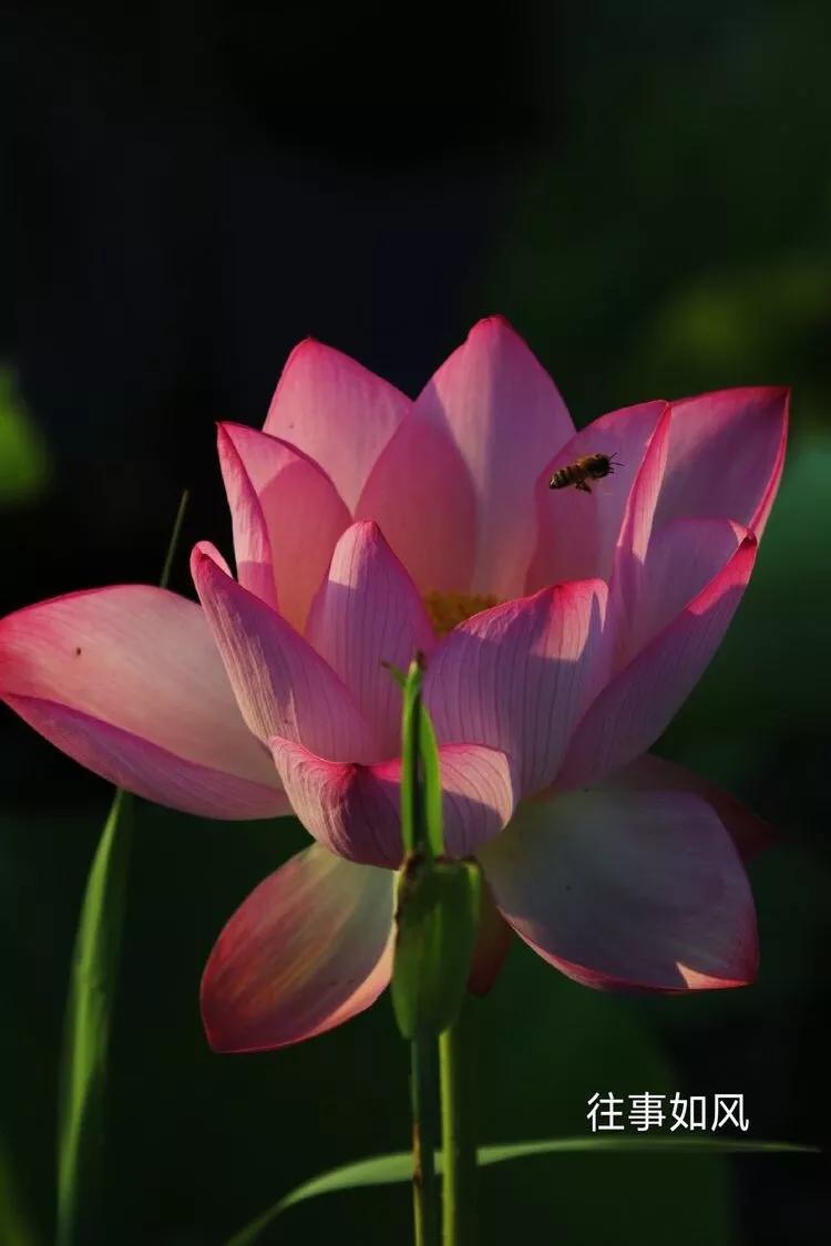 惊艳！淮阳，因为ta，美得不像“画”