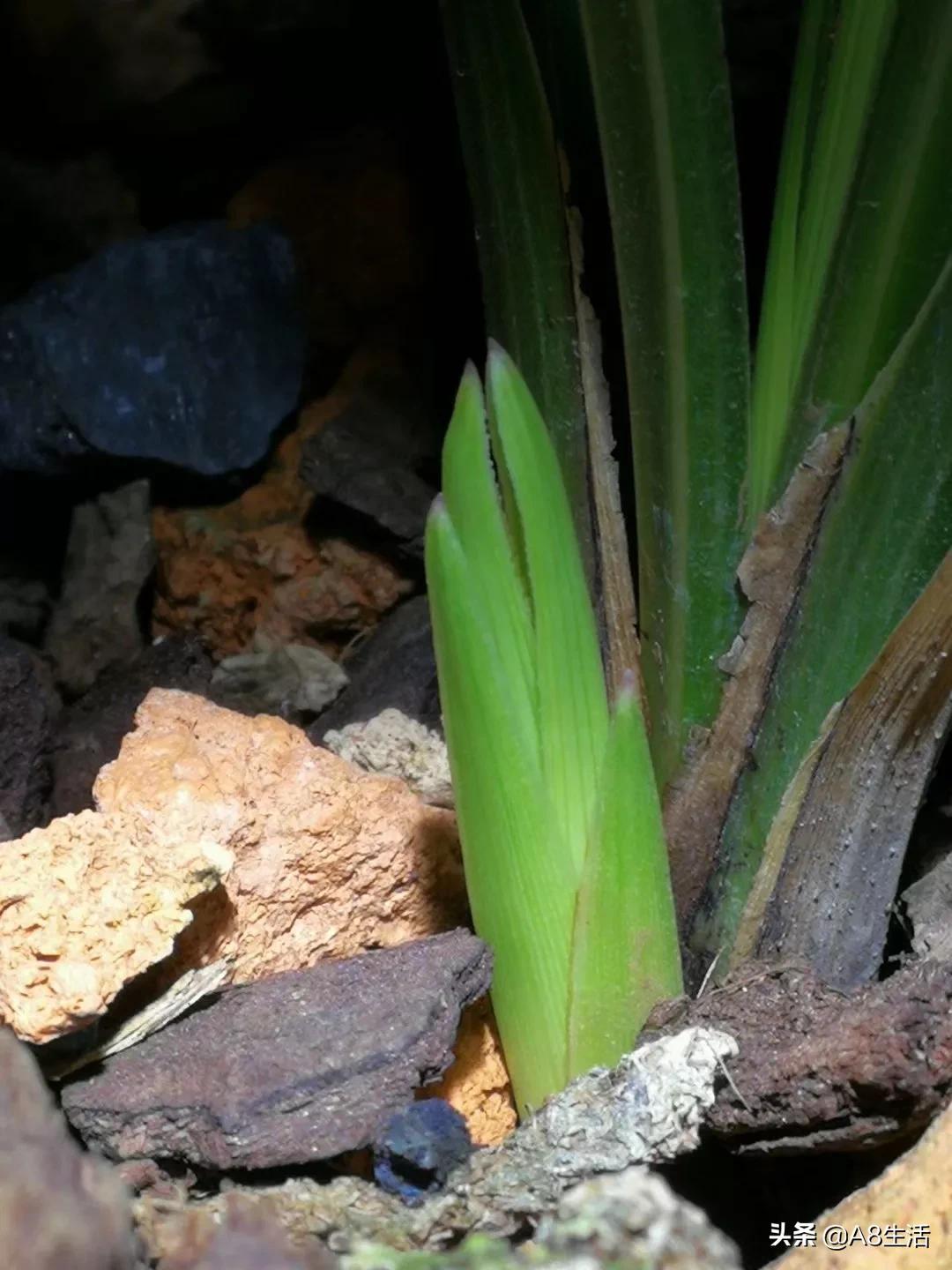 2019蕙兰端梅价格,每日一品花卉