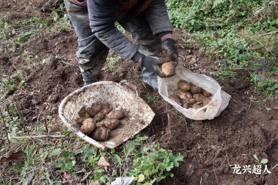 贵州道地药材天麻,道地药材天麻之乡