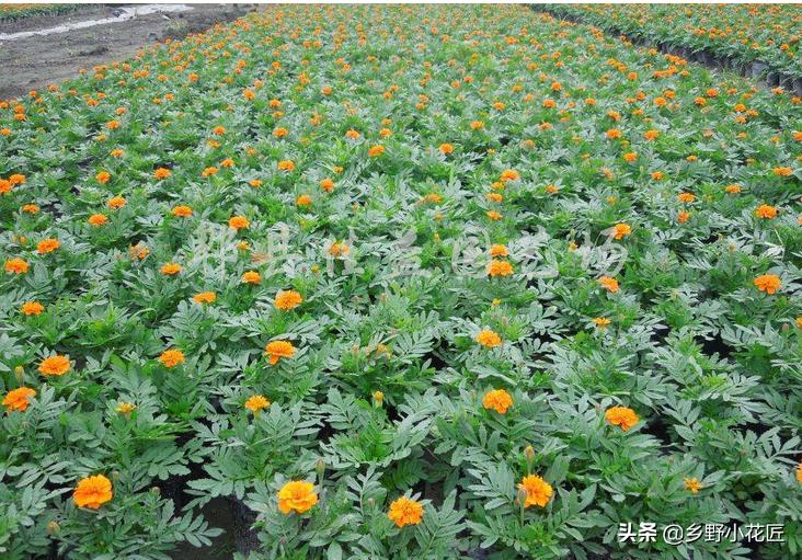 孔雀草播种时间和方法,孔雀草种子播种方法