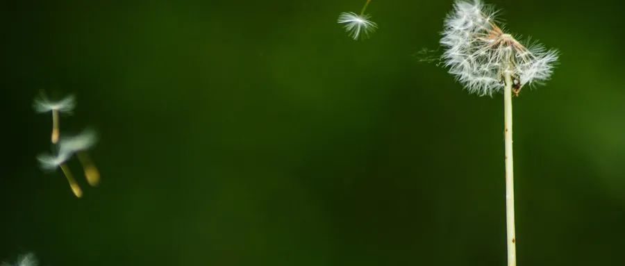 中考常见90个易错成语词义解析,中考易错成语归纳大全