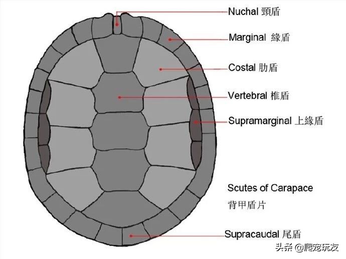 怎么判断自己买的龟是什么品种,什么样的龟好看