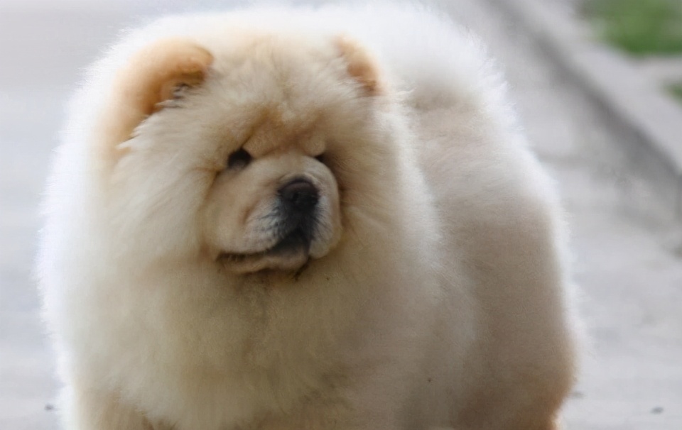 松狮跟藏獒有什么区别,松狮和藏獒像不像