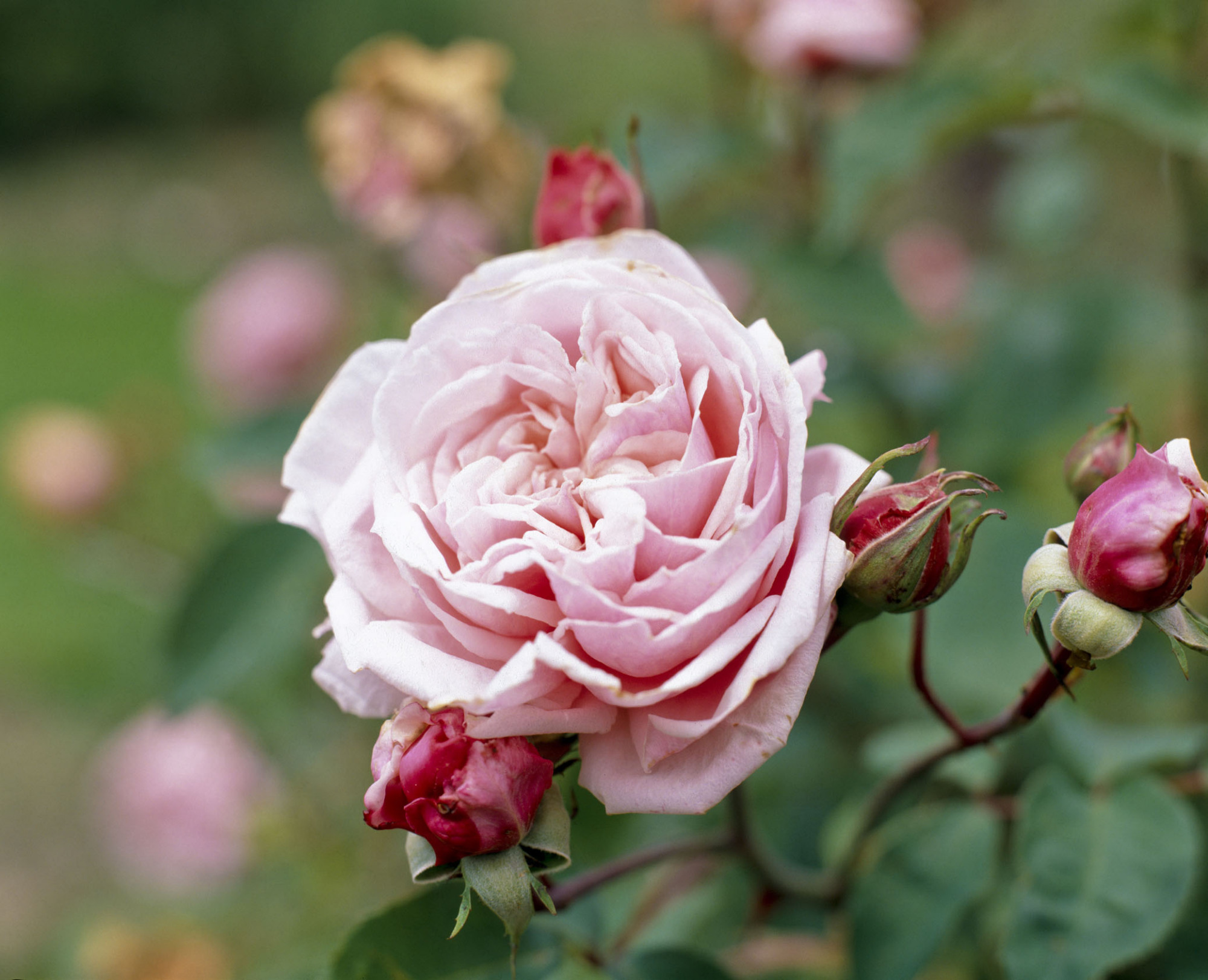 月季如何促根壮苗,如何让月季花枝繁叶茂