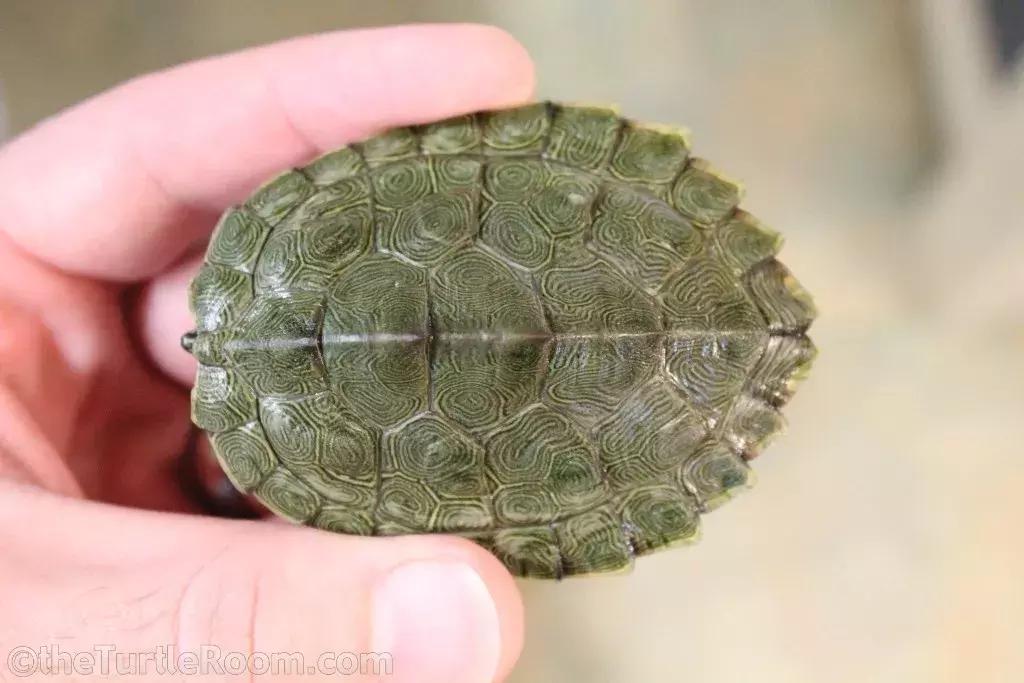 地图龟6-7厘米是成年龟吗,地图龟12cm成年了么