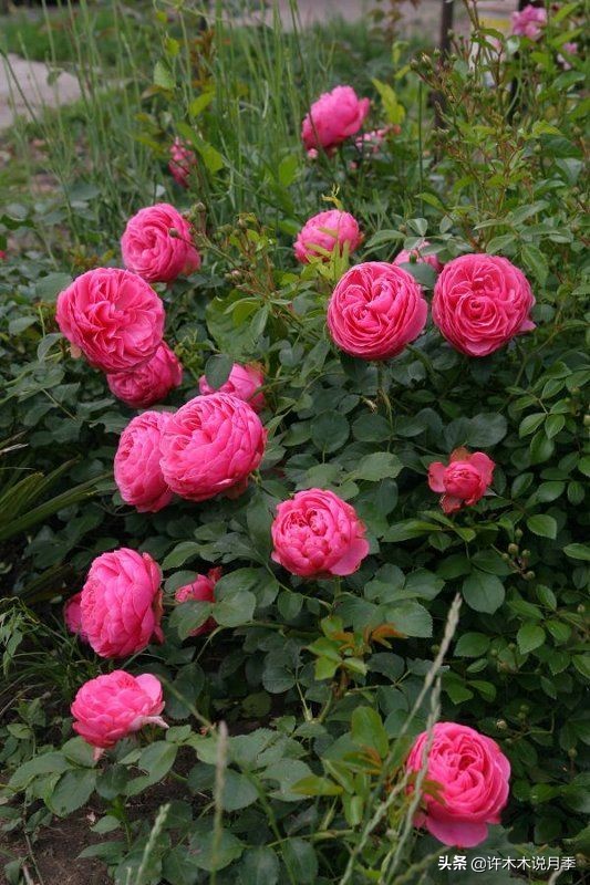 前一段时间买的月季不开花怎么办,月季不开花怎么区分开花颜色