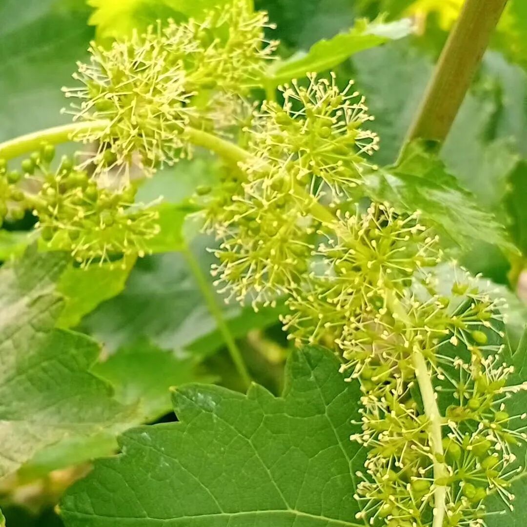 鍙ょ敯鐮斿鏃ヨ缁撳熬,鍙ょ敯鐮斿鏃ヨ