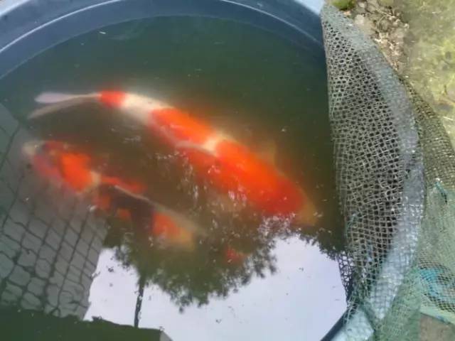 湖南最好的锦鲤养殖基地,湘潭锦鲤养殖