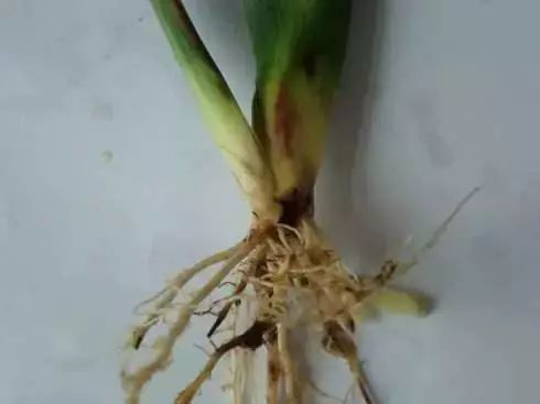 玉米苗期病虫害的防治,玉米苗期病虫害图片
