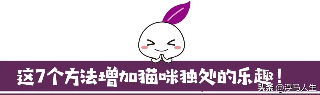 猫咪独自在家怕乱跑怎么办,猫咪独自在家孤单怎么办