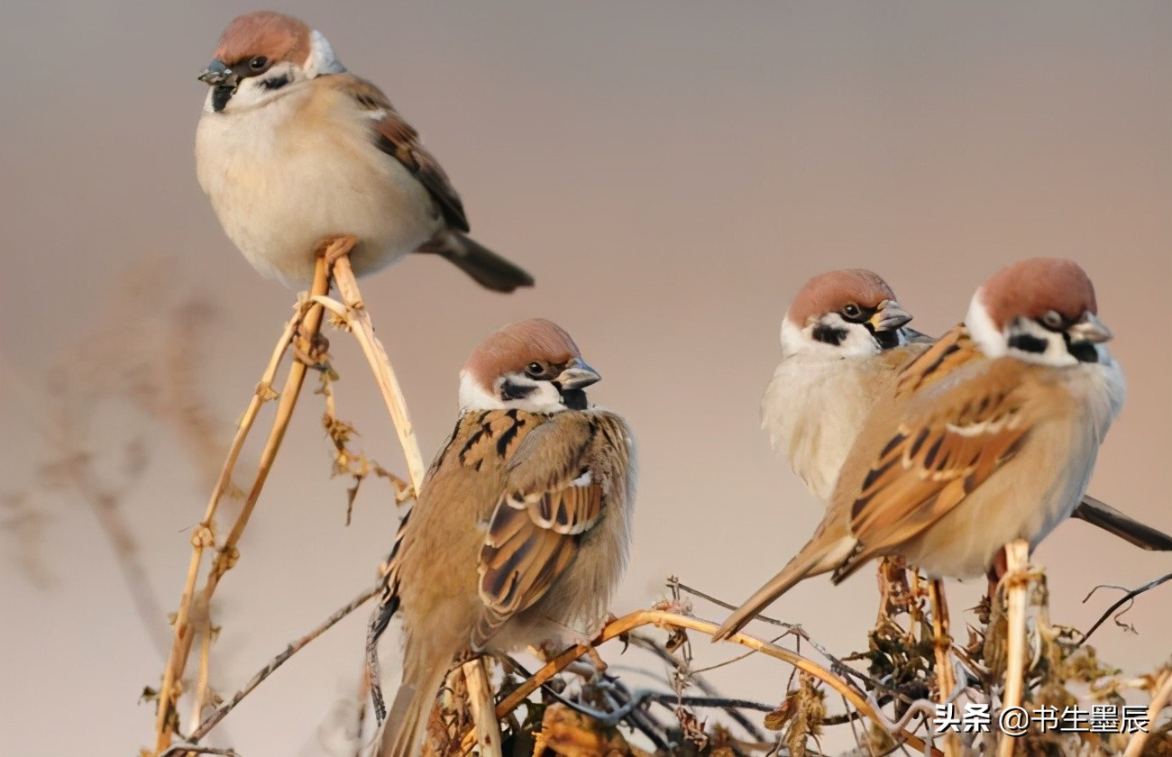捕捉麻雀、壁虎、刺猬要承担刑事责任？这些法律盲区一定要知道