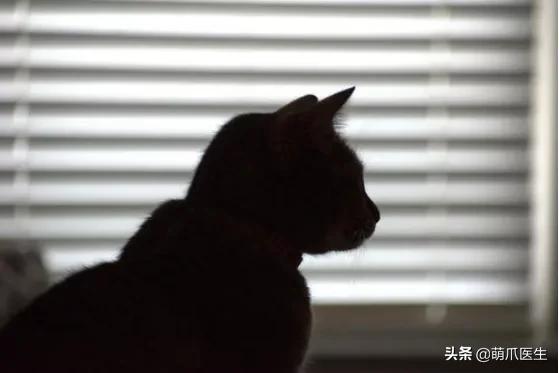 双目失明的猫怎么养,双目失明的猫有哪些