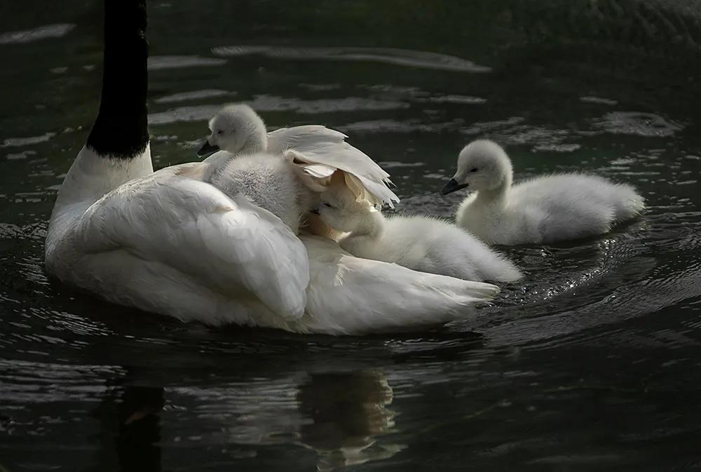 津门网司徒志文:广州动物园——黑颈天鹅