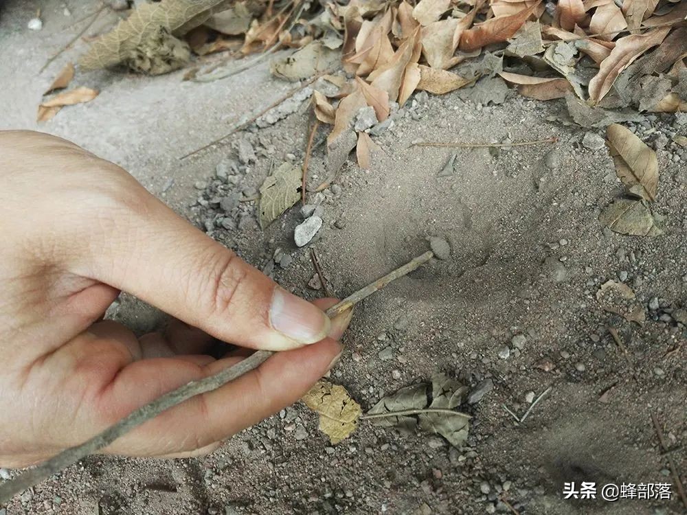 8000元一斤的“沙王八”,专吃肉却连肛门都没有,屎去哪了?