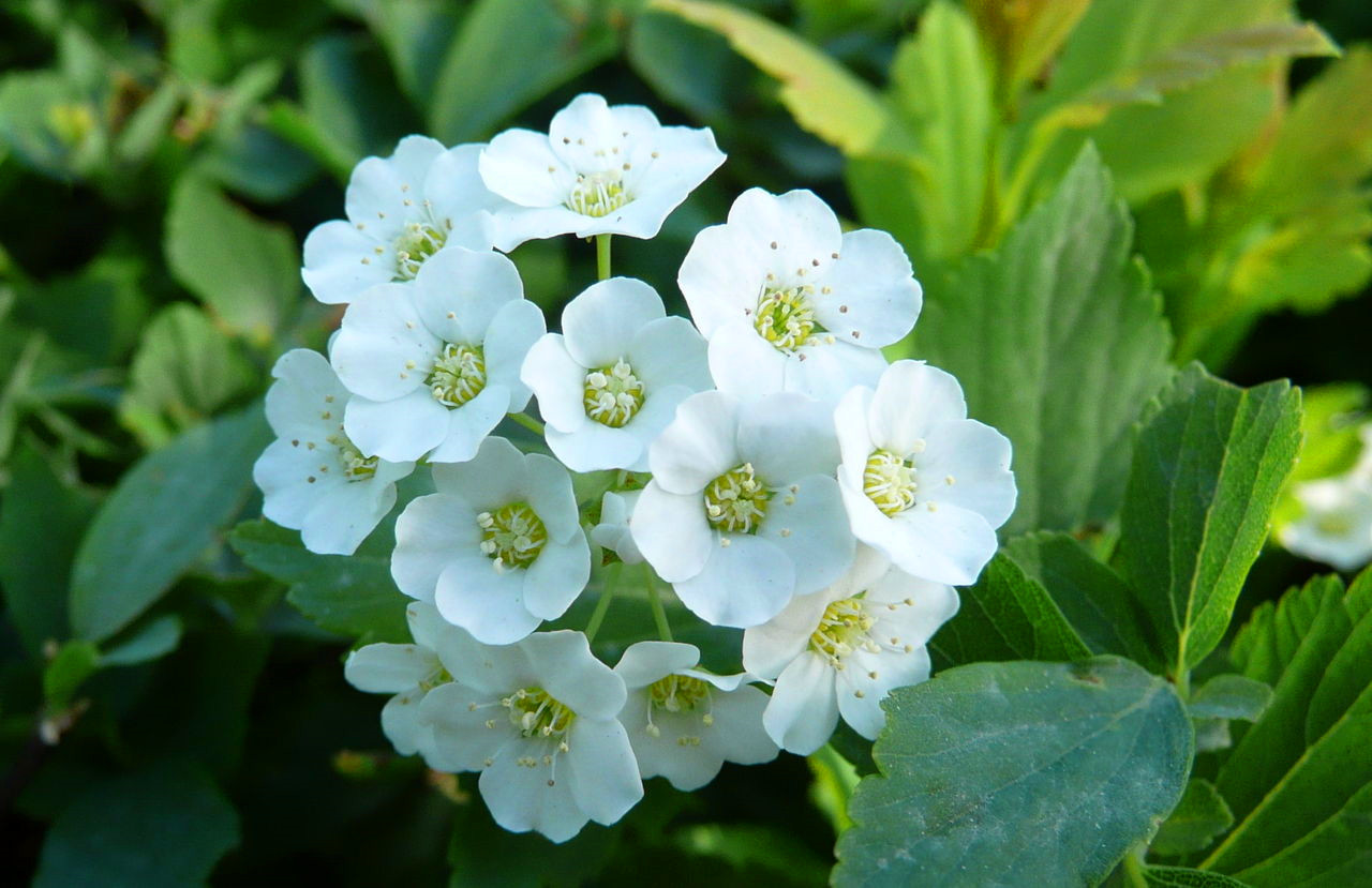 能治跌打损伤的植物图片,七叶一枝花治疗跌打损伤经验