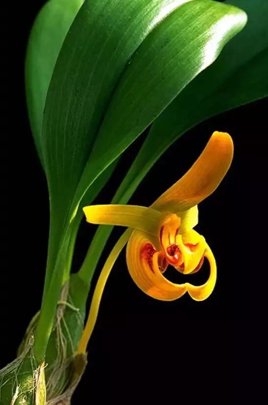 顶级珍稀兰花品种大全视频,珍稀兰花摄影