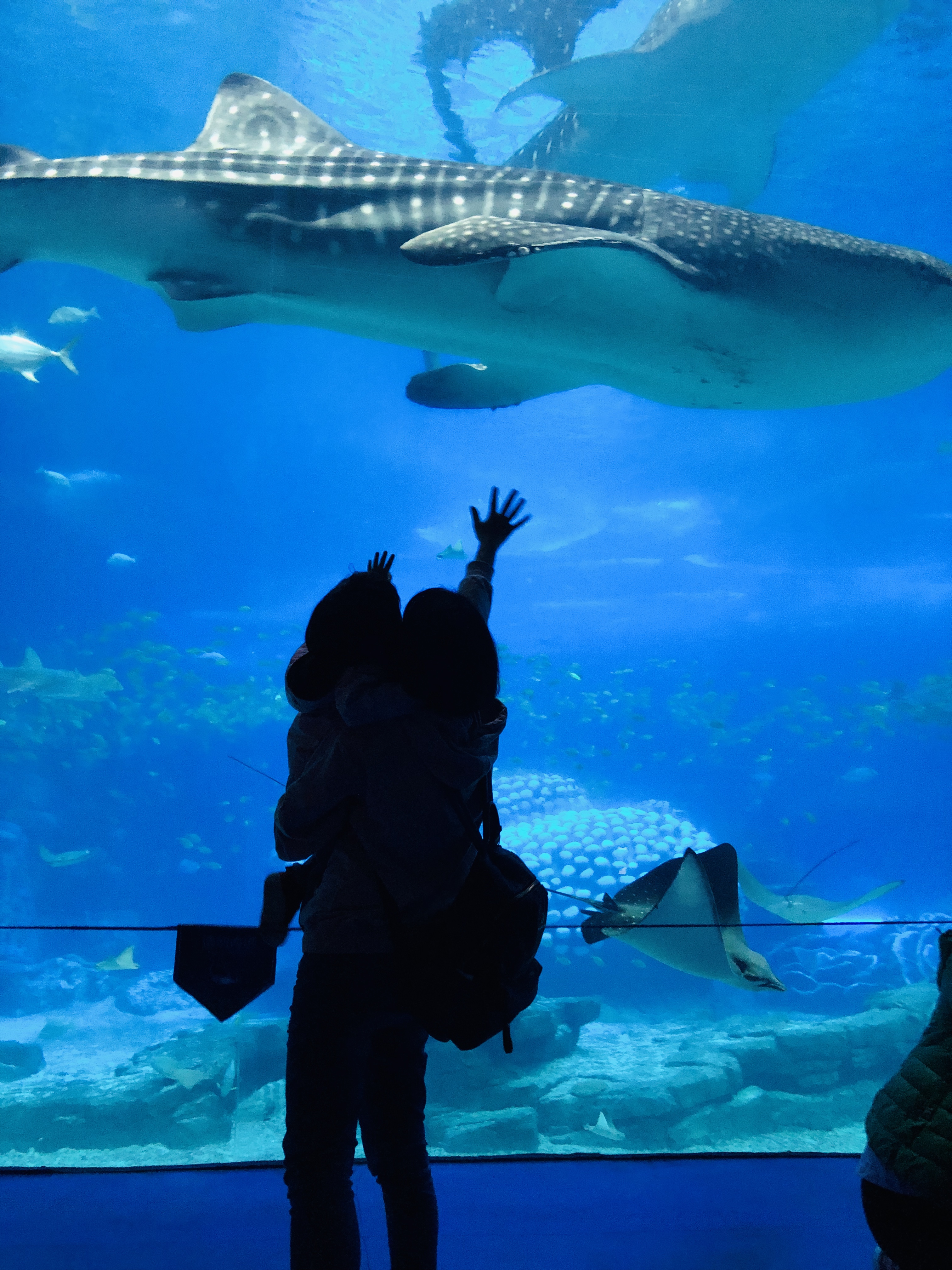 寒假带孩子去长隆玩什么,长隆寒假旅游攻略