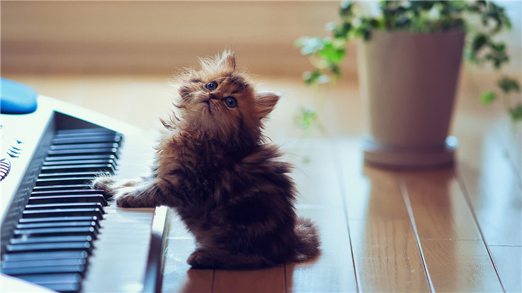 家里有人不喜欢猫咪怎么办 (8种方法让猫咪亲近你)