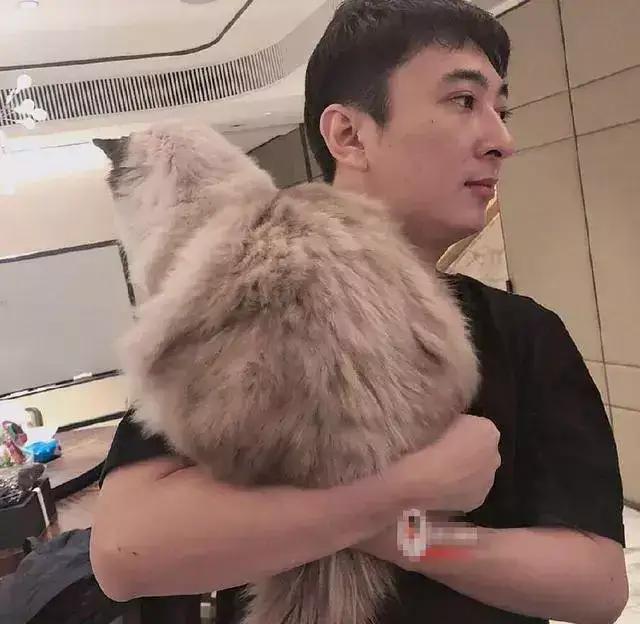 王思聪的宠物柯尔鸭,王思聪宠物猫咪