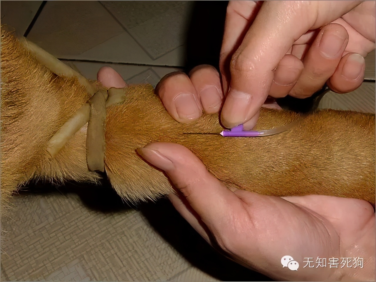 怎么给小狗打针打吊瓶,在家怎么给小狗狗打疫苗