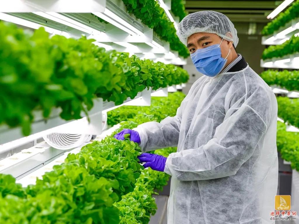 阿联酋的椰枣作用,阿联酋椰枣为什么那么甜