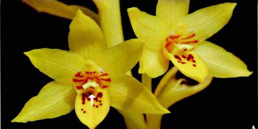 世界上最贵的兰花鬼兰图片,鬼兰最贵兰花