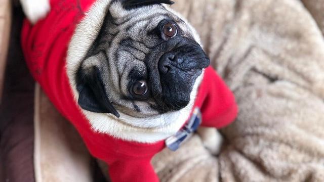 巴哥犬要怎么养才会健康呢,巴哥犬为什么不建议新手养