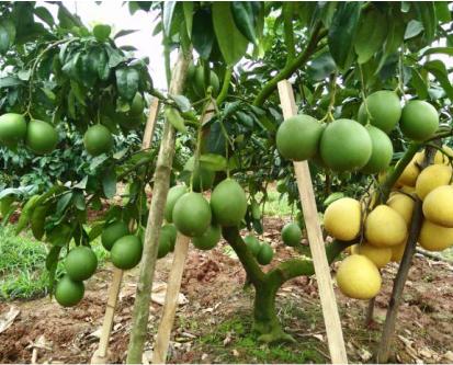 最惬意的田园养老生活,乡村体验庭院式养老新模式